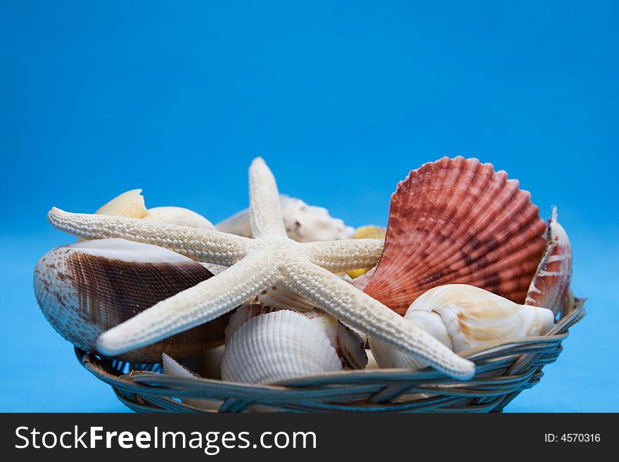 Set of a sea shells and starfish on blue background