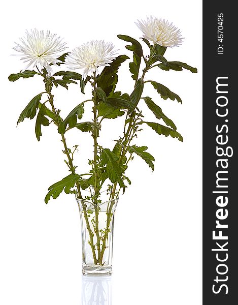 White chrysanthemum in glass vase isolated on white background