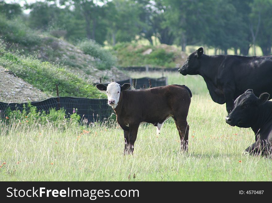 Calf caught playing in a field. Calf caught playing in a field