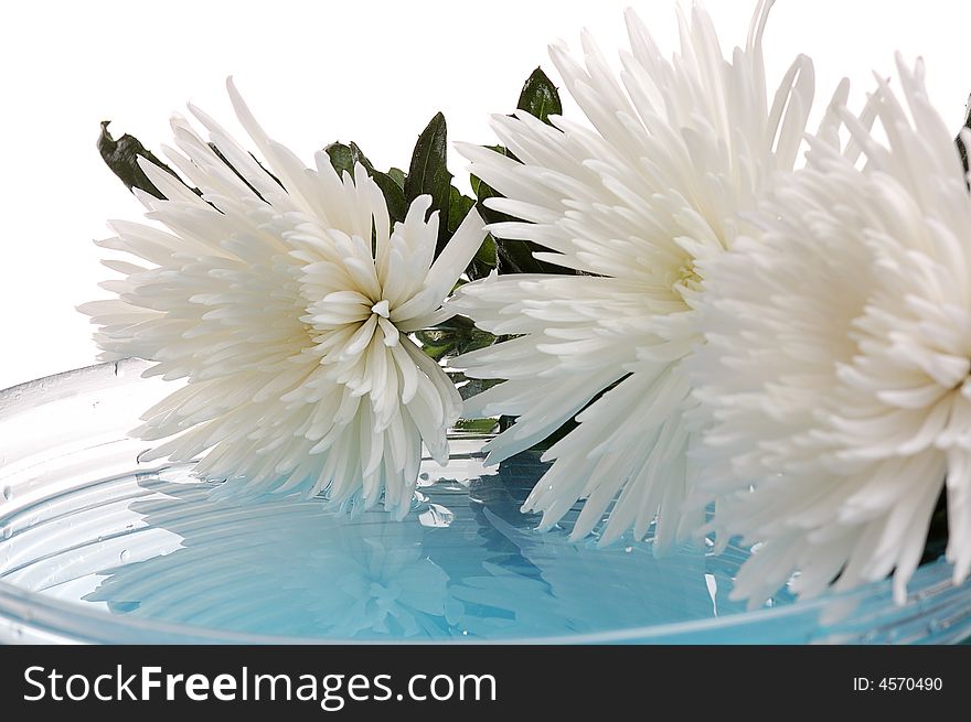 White chrysanthemum  over glass vase with blue water