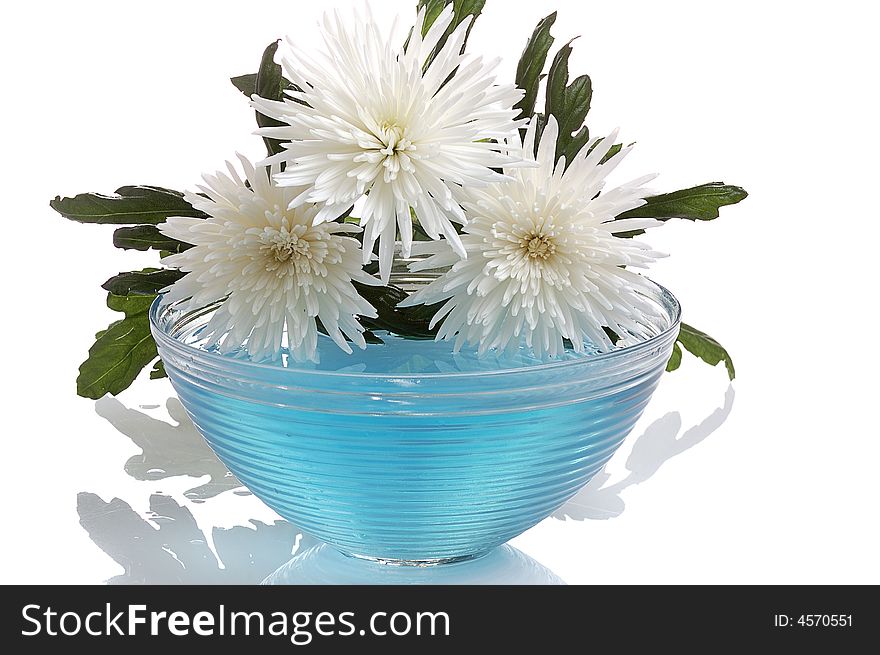 White chrysanthemum  over glass vase with blue water