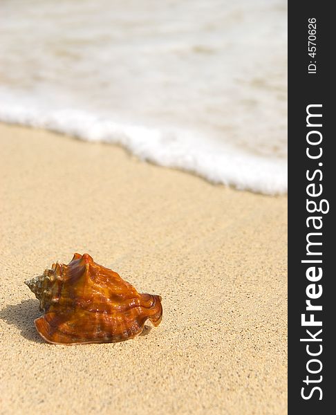 Photo of a seashell with blurred background.