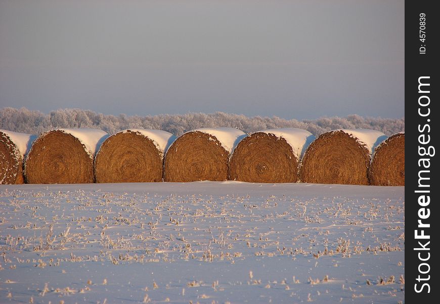 A line of round bales covered in snow. A line of round bales covered in snow