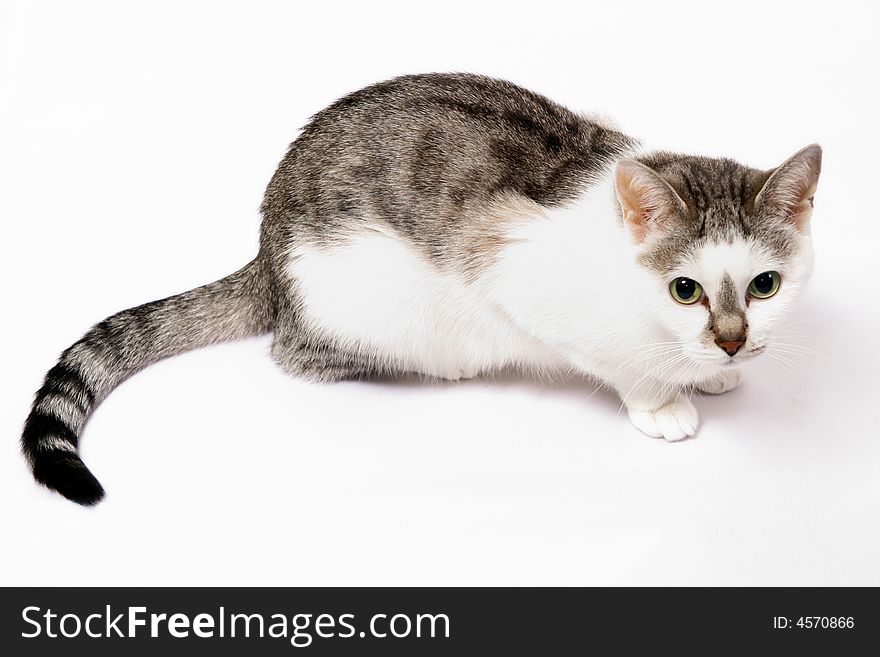 Cute cat with green eyes lying on white background