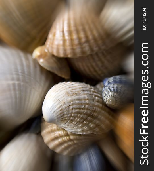 Cockleshells background for great design