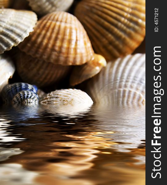 Cockleshells background for great design