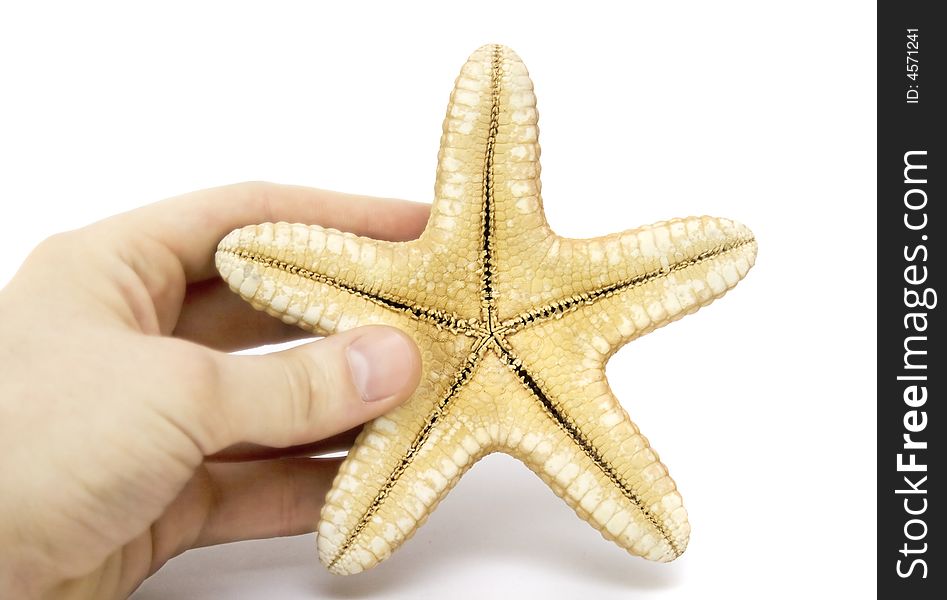 Great sea star isolated and human hand. Great sea star isolated and human hand