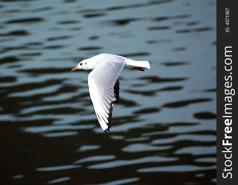 River gull fly over the river