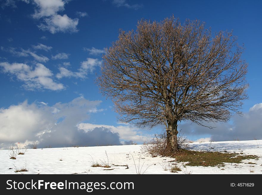 Image of a tree in field during winter. Image of a tree in field during winter