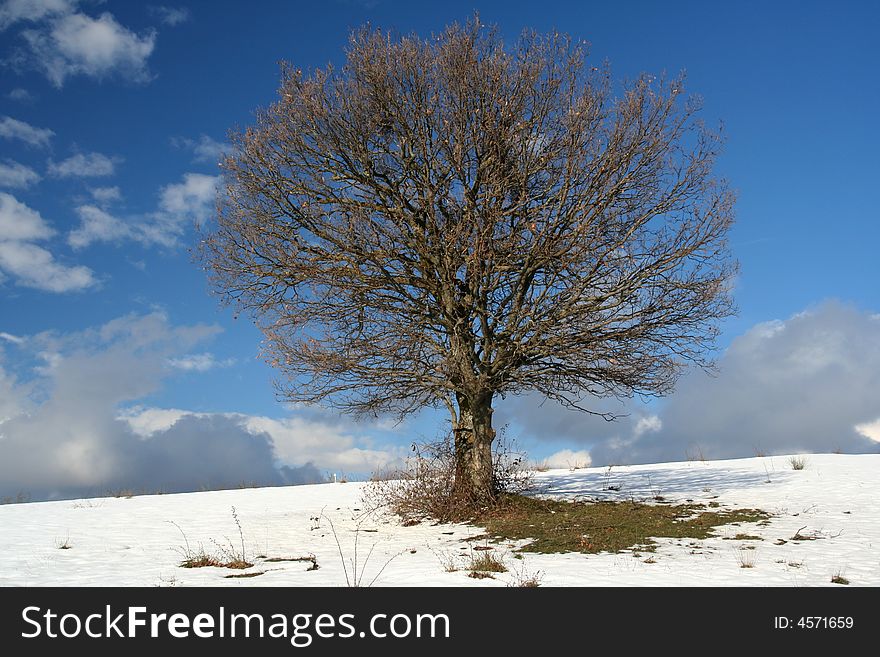 Image of a tree in field during winter. Image of a tree in field during winter