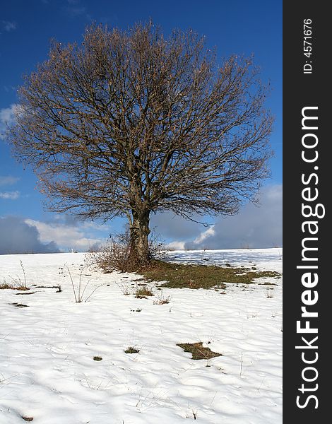 Image of a tree in field during winter. Image of a tree in field during winter
