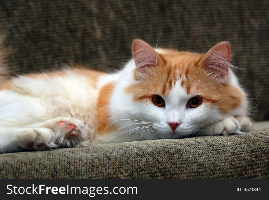 Relaxing cat with orange white coloration.