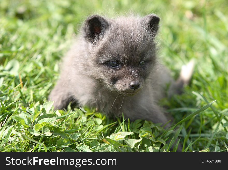 Small grey fox on green grass