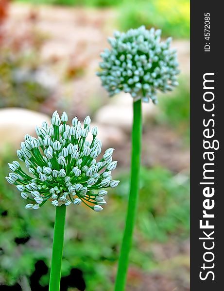 Bright white green flowers of onion. Bright white green flowers of onion