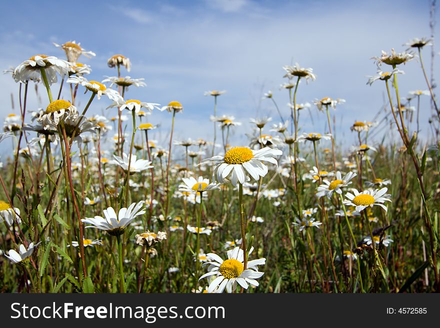 Fild of camomiles at sunny day at nature