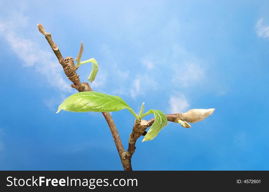 Budding tree branch against blue sky. Budding tree branch against blue sky