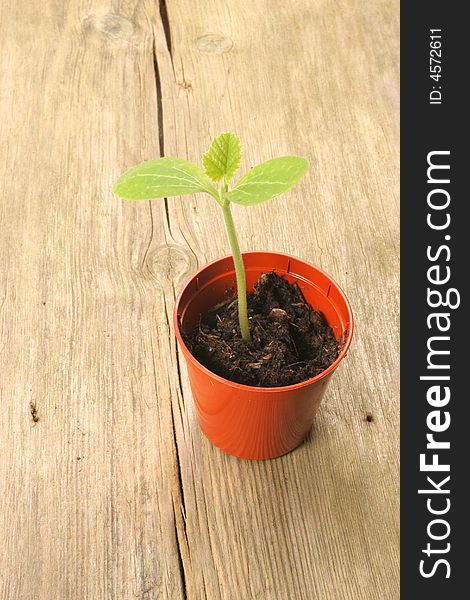 Seedling in pot on wooden background