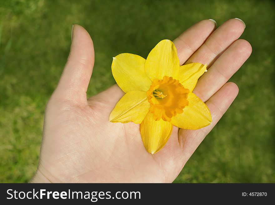 Hand Holding Flower