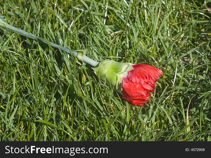 Carnation on a green grass