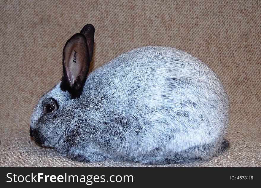 This is a Champagne D' Argent Rabbit. these rabbits are born all Black and turn grey at about 5 months old.