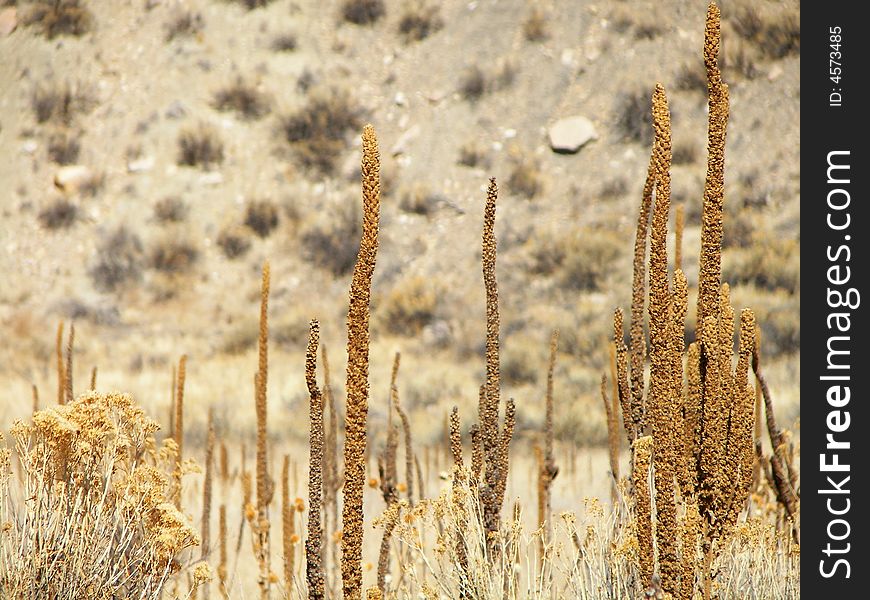 Dried cattails and bushes at the bottom of a rocky hill. Dried cattails and bushes at the bottom of a rocky hill.