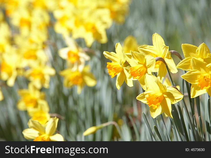 Batch of yellow daffodils (Narcissus) in springtime