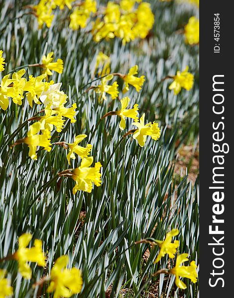 Batch of yellow daffodils (Narcissus) in springtime