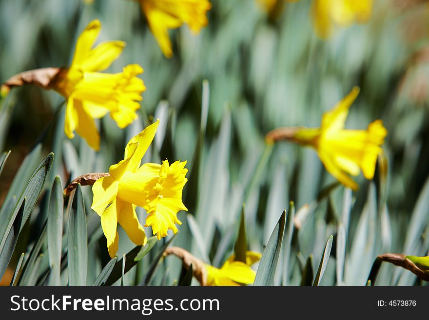 Yellow Daffodils