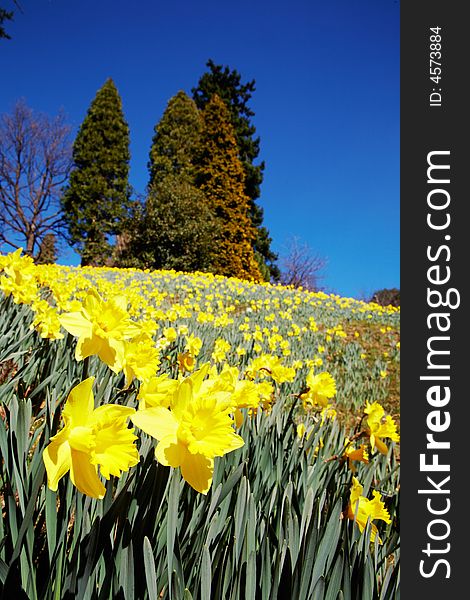 Batch of yellow daffodils (Narcissus) in springtime