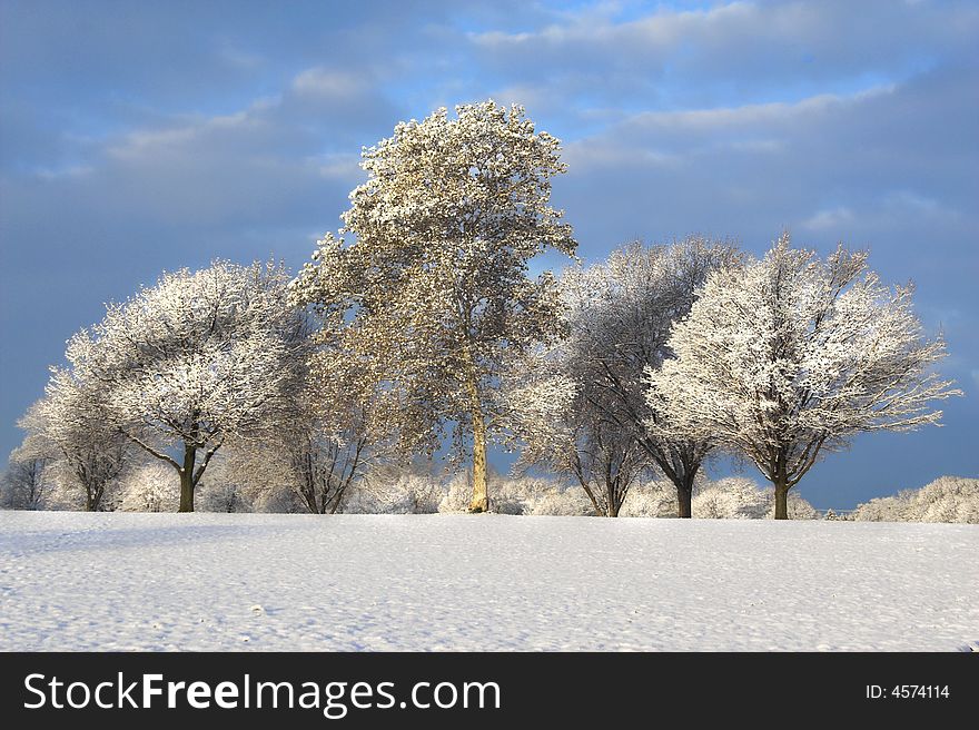 Picture of trees in a park one morning after a snowfall. Picture of trees in a park one morning after a snowfall