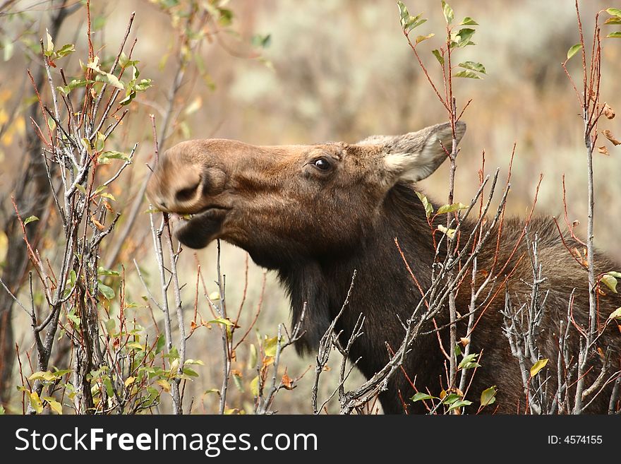 Mother moose feeding in forest