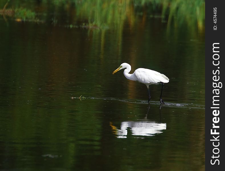 Egret in serach of prey, I love the reflection
