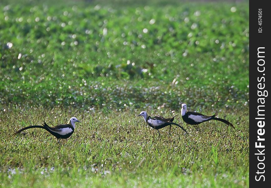 Three birds on the meadow