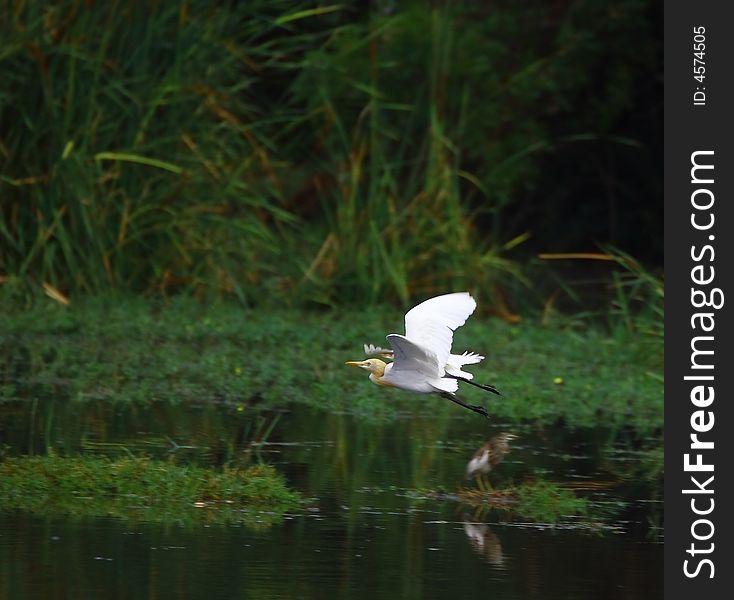 A Egret flying over the meadow