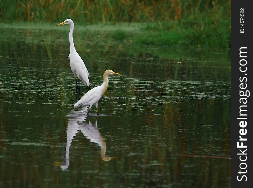 Egrets in serach of prey, I love the reflection