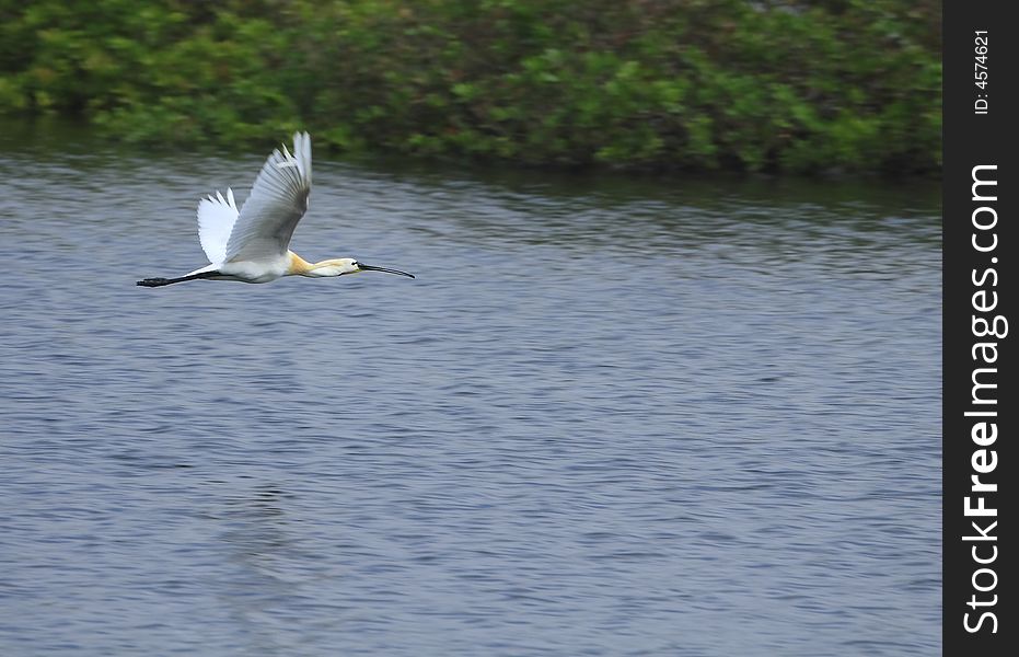 Spoon bill Stork is flying around for food. Spoon bill Stork is flying around for food