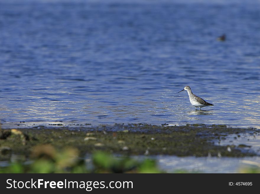 Spotted Sandpiper in river, reflection is also visible