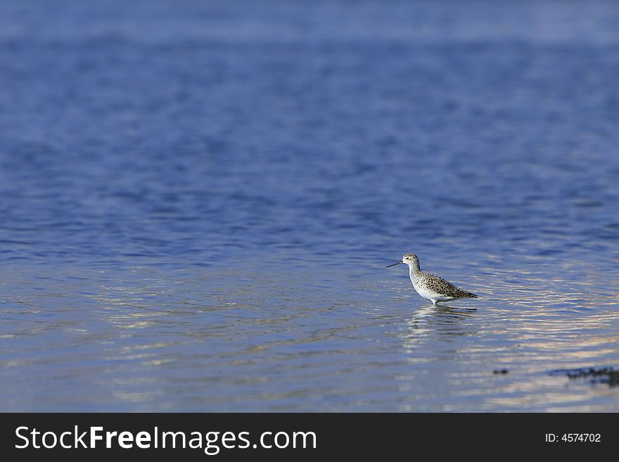 Spotted Sandpiper in river, reflection is also visible