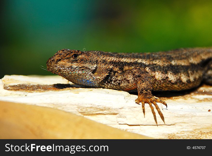 California Bluebelly Lizard Sunbathing in the Sierra Neveda Foothills