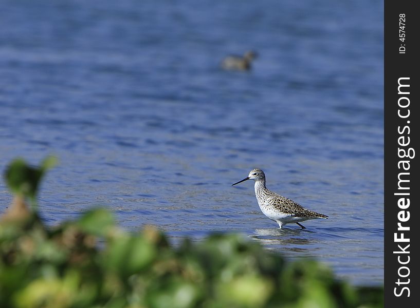 Spotted Sandpiper in river, reflection is also visible