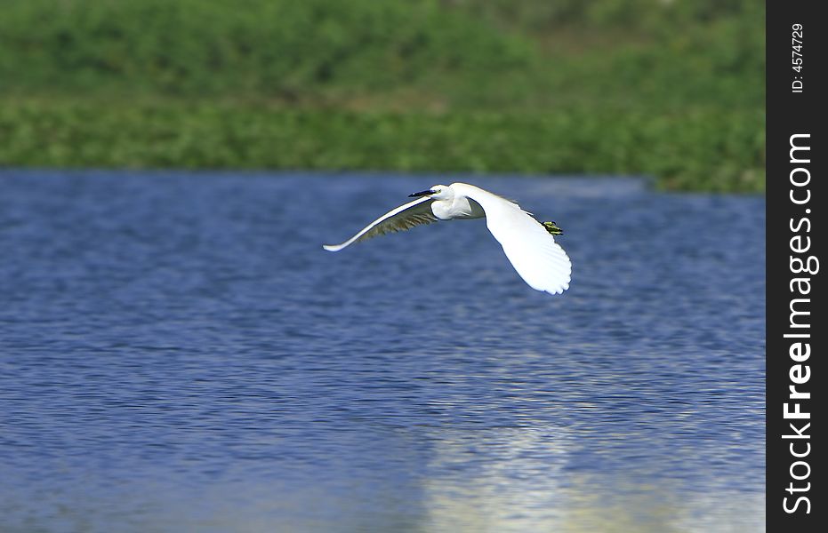 A Egret flying over the blue river