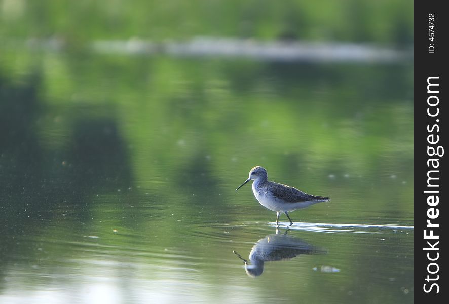 Spotted Sandpiper in river, reflection is also visible