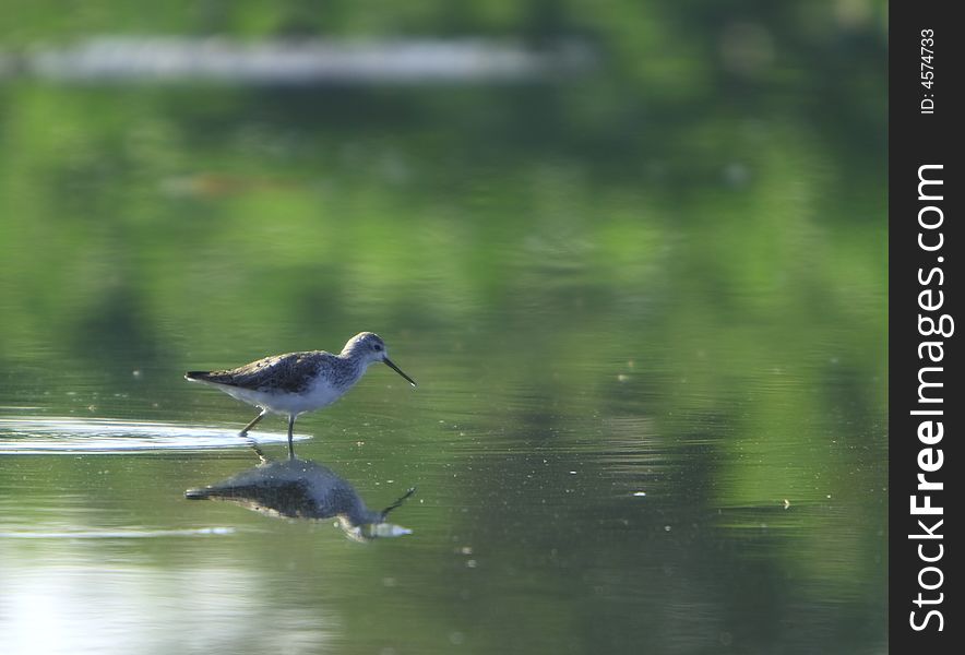 Spotted Sandpiper in river, reflection is also visible