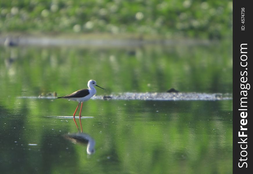 Sandpiper in river, reflection is also visible