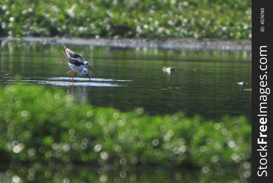 Sandpiper in river, reflection is also visible