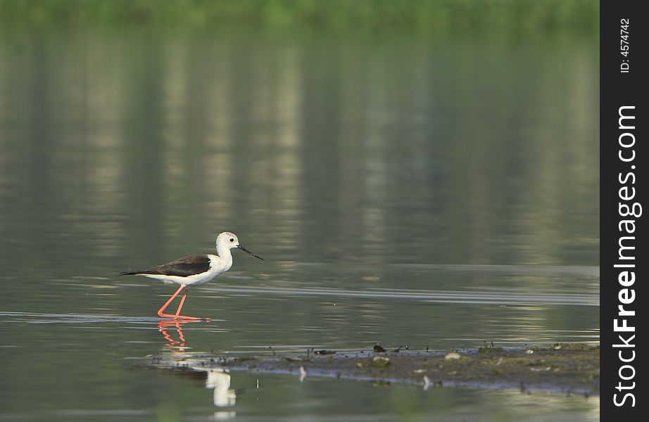 Sandpiper in river, reflection is also visible