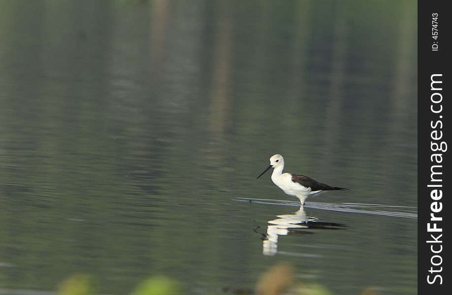 Sandpiper in river, reflection is also visible