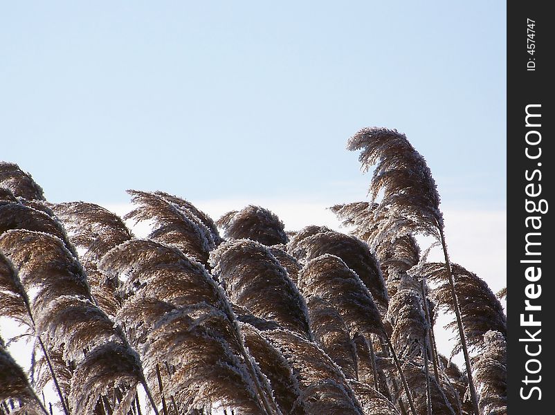 Image of tall frosted grass in winter sunlight, in front of a blue sky. Image of tall frosted grass in winter sunlight, in front of a blue sky.