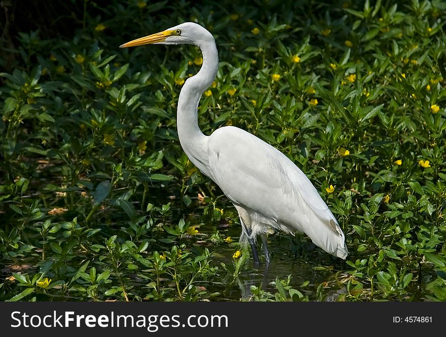 Great white heron in the water