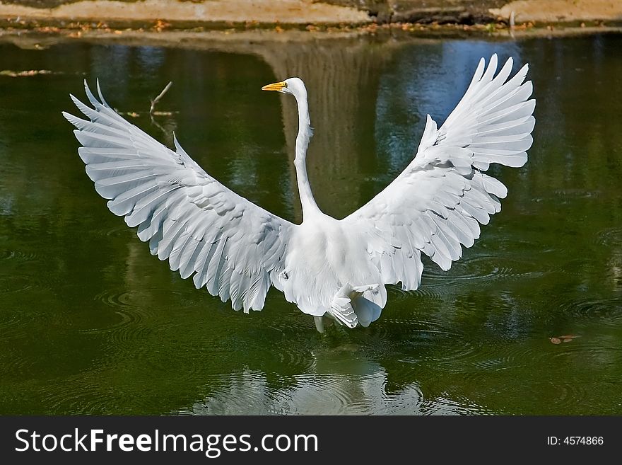 Great white heron with open wings